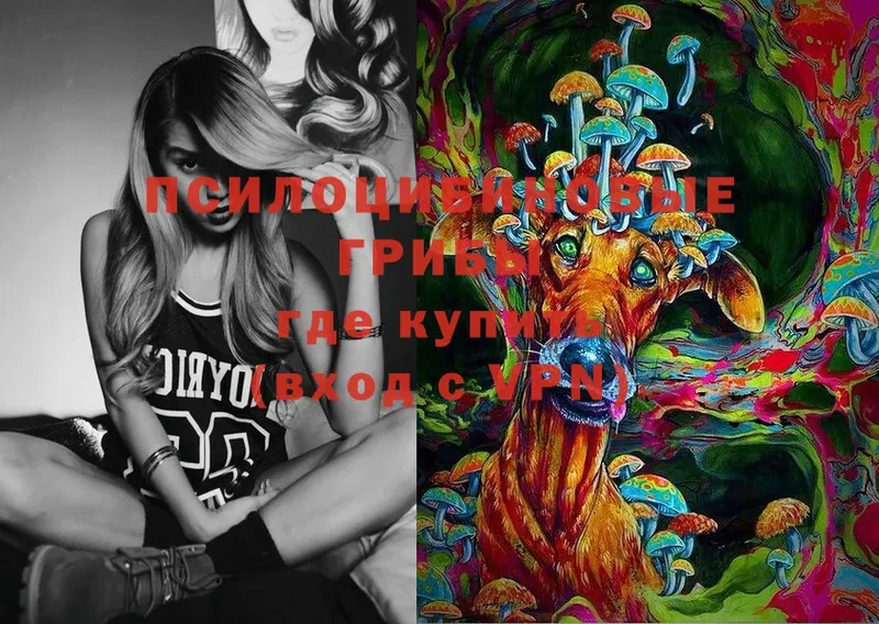 Псилоцибиновые грибы Psilocybe  Бугуруслан 